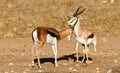 Duelling springboks Royalty Free Stock Photo