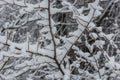 duenne aeste mit schneeschicht Royalty Free Stock Photo