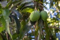 Duet of young mangos Royalty Free Stock Photo