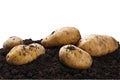 Dug potatoes on the ground on a white