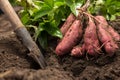 Dug up sweet potato Royalty Free Stock Photo