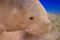 Dugong Royalty Free Stock Photo