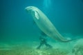 Dugong or Sea Cow surfacing in the Red Sea Royalty Free Stock Photo