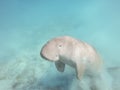 Dugong dugon. The sea cow.