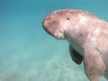 Dugong dugon. The sea cow.