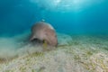 Dugong (dugong dugon) or seacow in the Red Sea. Royalty Free Stock Photo