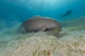 Dugong (dugong dugon) or seacow in the Red Sea.