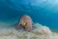 Dugong (dugong dugon) or seacow in the Red Sea. Royalty Free Stock Photo