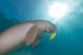 Dugong (dugong dugon) or seacow in the Red Sea. Royalty Free Stock Photo