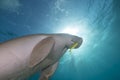 Dugong (dugong dugon) or seacow in the Red Sea.