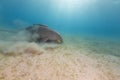 Dugong (dugong dugon) or seacow in the Red Sea. Royalty Free Stock Photo