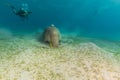 Dugong (dugong dugon) or seacow in the Red Sea. Royalty Free Stock Photo