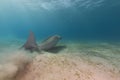 Dugong (dugong dugon) or seacow in the Red Sea.