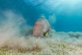 Dugong (dugong dugon) or seacow in the Red Sea.