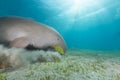 Dugong (dugong dugon) or seacow in the Red Sea. Royalty Free Stock Photo