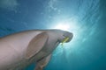 Dugong (dugong dugon) or seacow in the Red Sea. Royalty Free Stock Photo