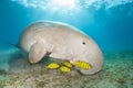 Dugong in a sea grass meadow surrounded by yellow pilot fish