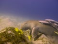 Dugong - Seacow eating underwater