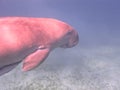 Dugong - Seacow eating underwater