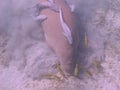 Dugong - Seacow eating underwater