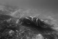 Dugong - Seacow eating underwater