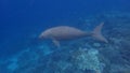 Dugong sirenia marine mammal on an indonesian reef Royalty Free Stock Photo