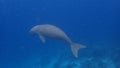 Dugong sirenia marine mammal on an indonesian reef Royalty Free Stock Photo