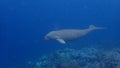 Dugong sirenia marine mammal on an indonesian reef