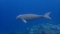 Dugong sirenia marine mammal on an indonesian reef Royalty Free Stock Photo