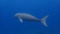 Dugong sirenia marine mammal on an indonesian reef Royalty Free Stock Photo