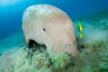Dugong surrounded by yellow pilot fish Royalty Free Stock Photo