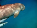 Dugong (dugong dugon) or seacow in the Red Sea.