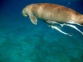 Dugong (dugong dugon) or seacow in the Red Sea.