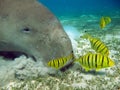 Dugong (dugong dugon) or seacow in the Red Sea.