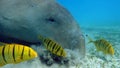 Dugong (dugong dugon) or seacow in the Red Sea.