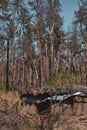 a dugout in a burnt forest