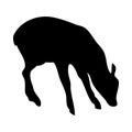 Duiker Antelope Silhouette
