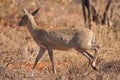 Duiker Royalty Free Stock Photo