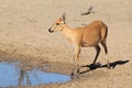 Duiker female - Wildlife from Africa - Stare of Beauty, Peace and Innocence