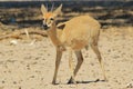 Duiker Ram - Wildlife Background from Africa - Funny Nature and Hungry stomach