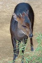 Duiker