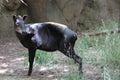 Duiker, Yellow-backed (Cephalophus silvicultor) Royalty Free Stock Photo