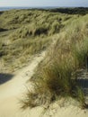 Duinen op Vlieland, Dunes at Vlieland Royalty Free Stock Photo