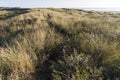 Duinen op Vlieland, Dunes at Vlieland Royalty Free Stock Photo