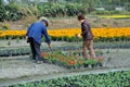 Dujiangyan, China: Flower Nursery