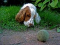 Duke 3, a dog with ball Royalty Free Stock Photo