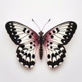 Duke Of Burgundy Butterfly Image With Pale Pink And Black Wings