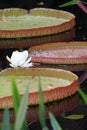 Duke Garden Lily Pads