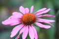 Duke Garden Pink Chrysanthemum Closeup