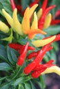 Duke Garden Yellow and Red Peppers Closeup